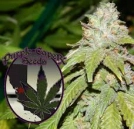 GOLD LINE Alien OG Regular Seeds Purple Caper Seeds