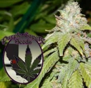 GOLD LINE Alien OG Regular Seeds Purple Caper Seeds