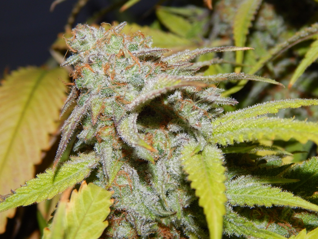 SILVER LINE Cookie OG – Purple Caper Seeds – Regulär