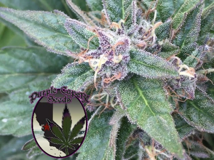 SILVER LINE Grandaddy OG – Purple Caper Seeds – Regulär