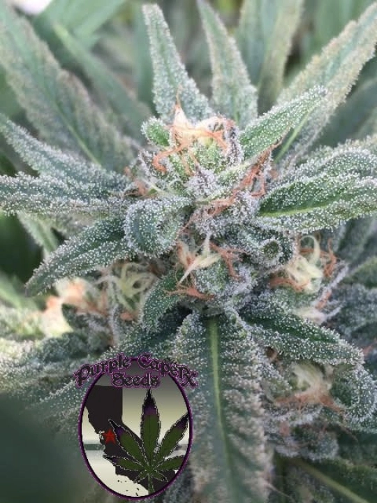 SILVER LINE Purple Caper OG – Purple Caper Seeds – Regulär