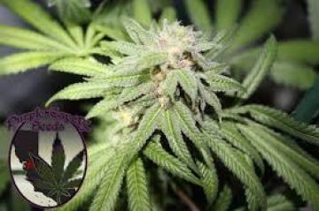 SILVER LINE Purple Punch X – Purple Caper Seeds – Regulär