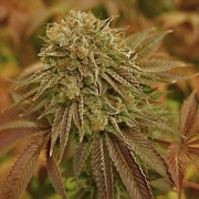 Automatic AK Female – Advanced Genetics Seeds – Autoflowering