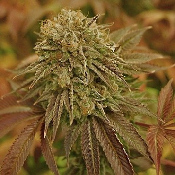 Automatic AK Female Cannabisblüte – gewachsen aus Automatic Hanfsamen von Advanced Genetics Seeds