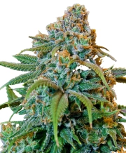 Automatic AK Female – Advanced Genetics Seeds – Autoflowering – Produktansicht 3
