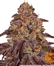 Automatic AK Female – Advanced Genetics Seeds – Autoflowering – Produktansicht 4