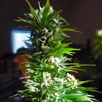 CBD Mass Cannabisblüte – gewachsen aus Feminisierte Hanfsamen von Advanced Female Seeds