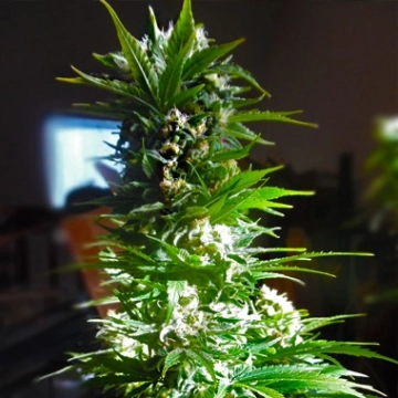 CBD Mass Cannabisblüte – gewachsen aus Feminisierte Hanfsamen von Advanced Genetics Seeds