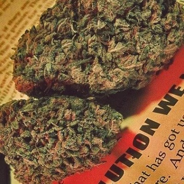 Honeysuckle Cannabisblüte – gewachsen aus Feminisierte Hanfsamen von Advanced Female Seeds