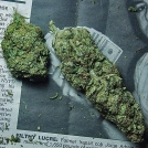 Ice Breaker Cannabisblüte – gewachsen aus Feminisierte Hanfsamen von Advanced Genetics Seeds