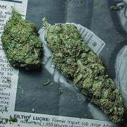 Ice Breaker Cannabisblüte – gewachsen aus Feminisierte Hanfsamen von Advanced Genetics Seeds