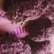 Knockout Cannabisblüte – gewachsen aus Feminisierte Hanfsamen von Advanced Genetics Seeds