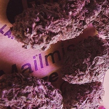 Knockout Cannabisblüte – gewachsen aus Feminisierte Hanfsamen von Advanced Genetics Seeds