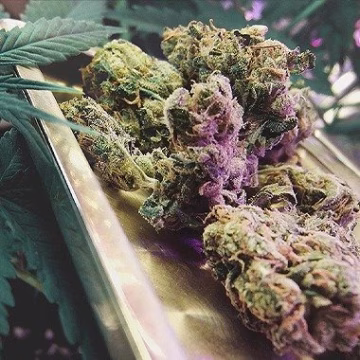 Northern High Lights Cannabisblüte – gewachsen aus Feminisierte Hanfsamen von Advanced Female Seeds
