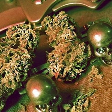 Pineapple Chunk Cannabisblüte – gewachsen aus Feminisierte Hanfsamen von Advanced Genetics Seeds