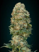 Afghan Skunk Cannabisblüte – gewachsen aus Feminisierte Hanfsamen von Advanced Seeds
