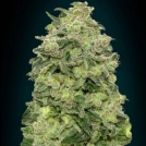 Auto Afghan Skunk Cannabisblüte – gewachsen aus Automatic Hanfsamen von Advanced Seeds
