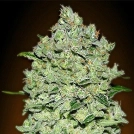 Auto Bio Diesel Mass Cannabisblüte – gewachsen aus Automatic Hanfsamen von Advanced Seeds