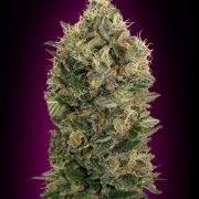 Auto Black Diesel – Advanced Seeds – Autoflowering