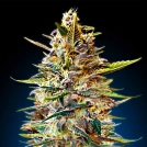 Auto Blue Diesel Cannabisblüte – gewachsen aus Automatic Hanfsamen von Advanced Seeds
