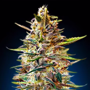 Auto Blue Diesel Cannabisblüte – gewachsen aus Automatic Hanfsamen von Advanced Seeds