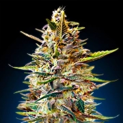 Auto Blue Diesel Cannabisblüte – gewachsen aus Automatic Hanfsamen von Advanced Seeds