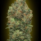 Auto Critical Soma Cannabisblüte – gewachsen aus Automatic Hanfsamen von Advanced Seeds