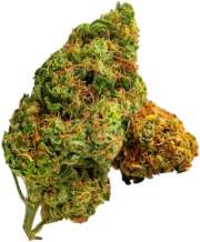 Auto Heavy Bud Cannabisblüte – gewachsen aus Feminisierte Hanfsamen von Advanced Seeds