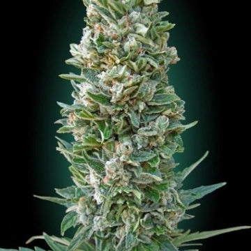 Auto Heavy Bud Cannabisblüte – gewachsen aus Feminisierte Hanfsamen von Advanced Seeds