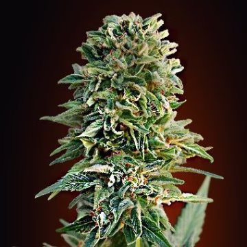 Auto Jack Herer Cannabisblüte – gewachsen aus Automatic Hanfsamen von Advanced Seeds