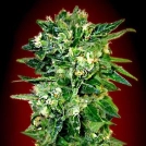 Auto Kaya 47 Cannabisblüte – gewachsen aus Automatic Hanfsamen von Advanced Seeds