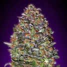 Auto NYC Diesel Cannabisblüte – gewachsen aus Automatic Hanfsamen von Advanced Seeds