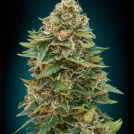 Auto Skunk 47 Cannabisblüte – gewachsen aus Automatic Hanfsamen von Advanced Seeds