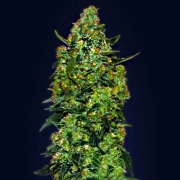 Auto Skunk Mass Cannabisblüte – gewachsen aus Automatic Hanfsamen von Advanced Seeds