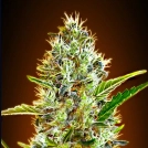 Auto Somango Cannabisblüte – gewachsen aus Automatic Hanfsamen von Advanced Seeds