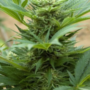 Automatic Mix Cannabisblüte – gewachsen aus Automatic Hanfsamen von Advanced Seeds