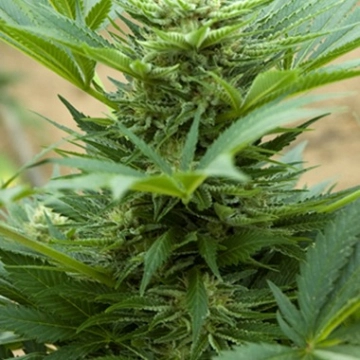 Automatic Mix Cannabisblüte – gewachsen aus Automatic Hanfsamen von Advanced Seeds