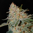 Black Diesel Cannabisblüte – gewachsen aus Feminisierte Hanfsamen von Advanced Seeds