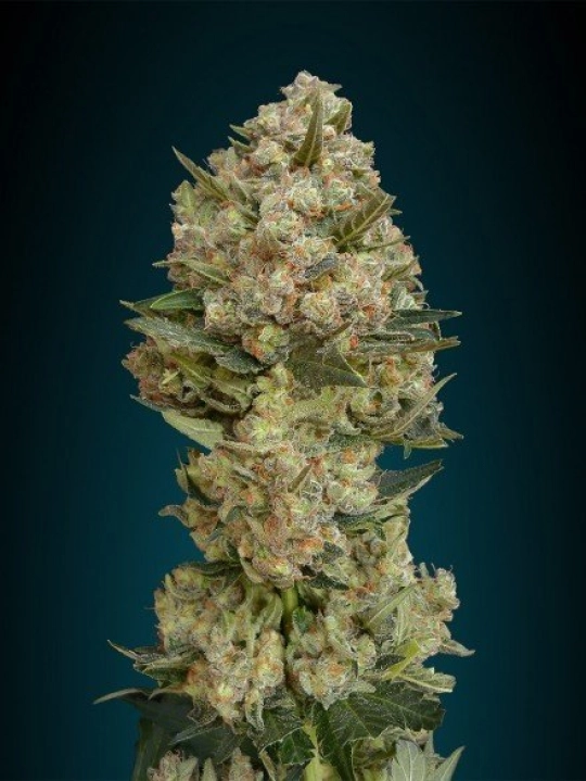 Critical – Advanced Seeds – Feminisiert