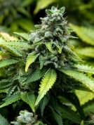 Early Widow Cannabisblüte – gewachsen aus Feminisierte Hanfsamen von Advanced Seeds
