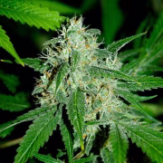 Haze Mist Cannabisblüte – gewachsen aus Feminisierte Hanfsamen von Advanced Seeds