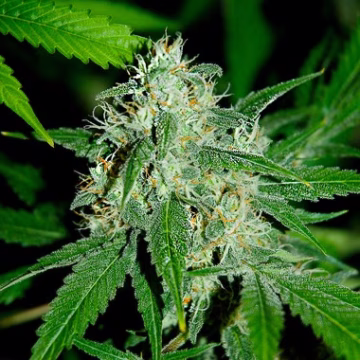 Haze Mist Cannabisblüte – gewachsen aus Feminisierte Hanfsamen von Advanced Seeds