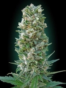Heavy Bud Cannabisblüte – gewachsen aus Feminisierte Hanfsamen von Advanced Seeds