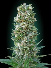 Heavy Bud Cannabisblüte – gewachsen aus Feminisierte Hanfsamen von Advanced Seeds
