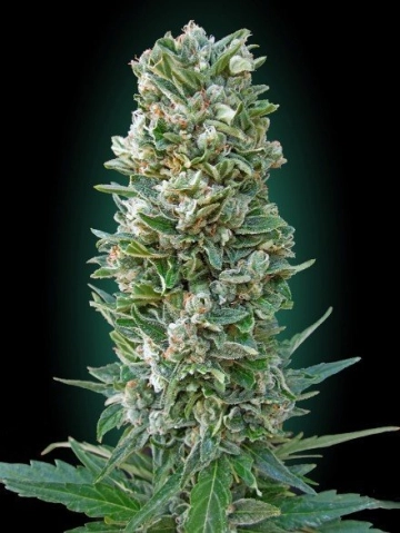 Heavy Bud Cannabisblüte – gewachsen aus Feminisierte Hanfsamen von Advanced Seeds