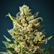 Ice Kush Cannabisblüte – gewachsen aus Feminisierte Hanfsamen von Advanced Seeds