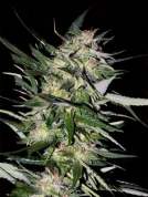 Jack Plant Cannabisblüte – gewachsen aus Feminisierte Hanfsamen von Advanced Seeds