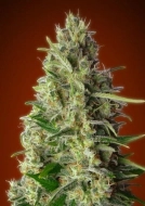 Kali 47 Cannabisblüte – gewachsen aus Feminisierte Hanfsamen von Advanced Seeds