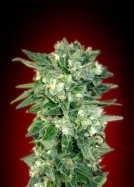 Kaya 47 Cannabisblüte – gewachsen aus Feminisierte Hanfsamen von Advanced Seeds