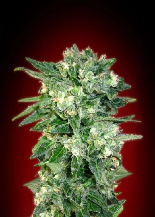 Kaya 47 – Advanced Seeds – Feminisiert
